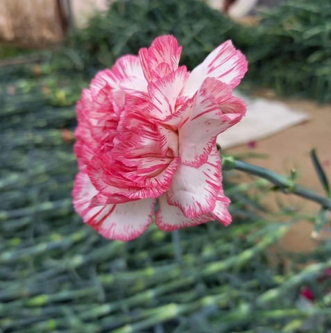 White Pink Carnations