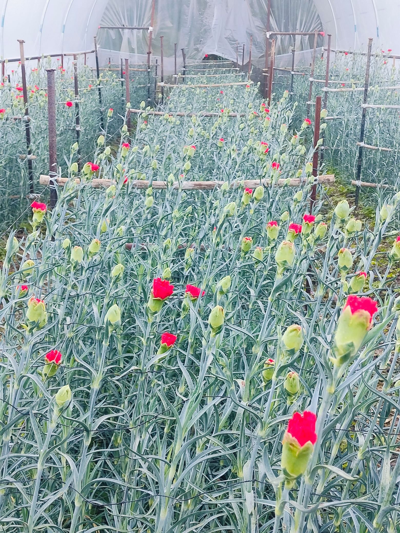 Red Carnations