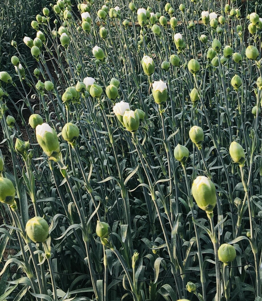 Pure White Carnations