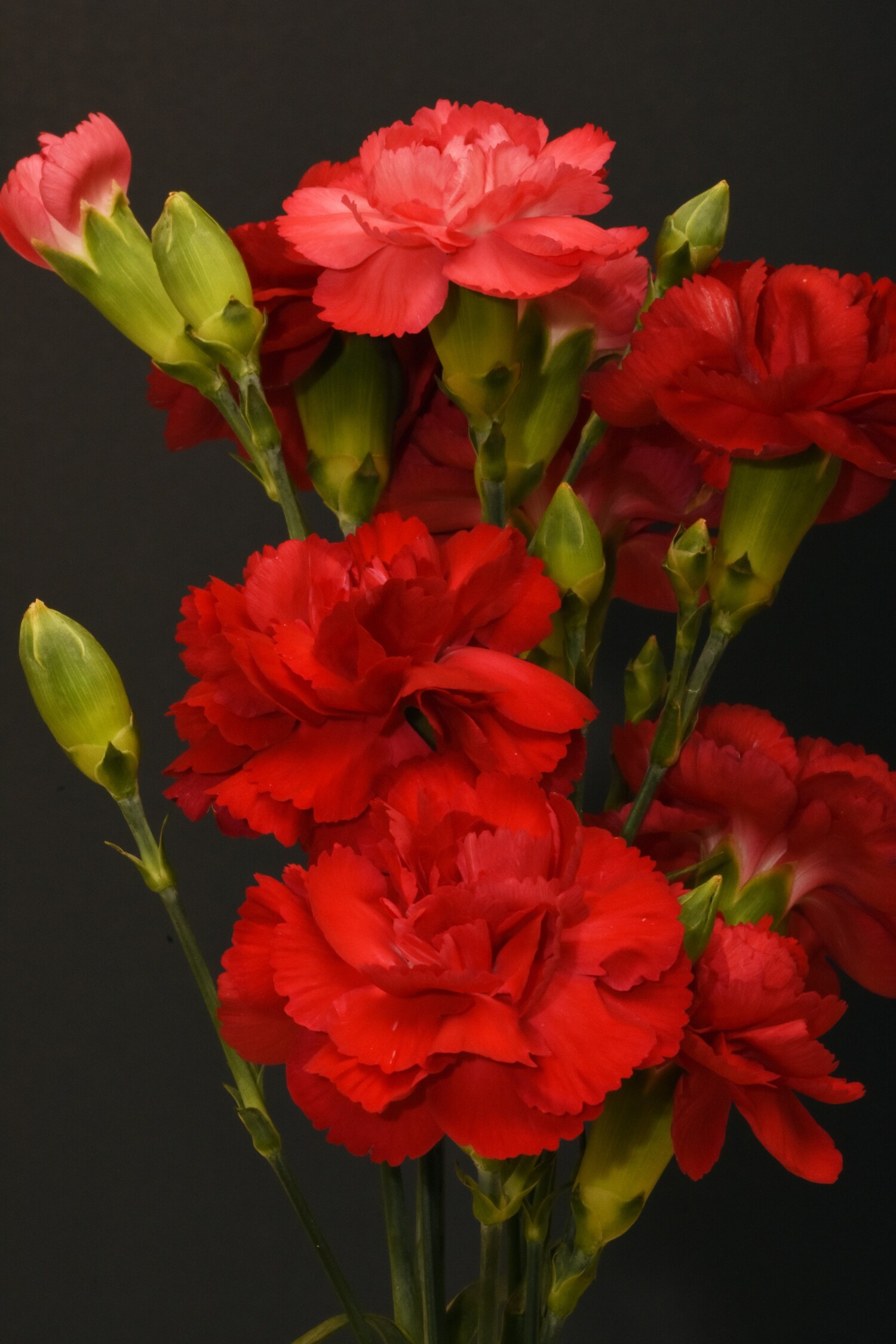 Deep Red Carnations