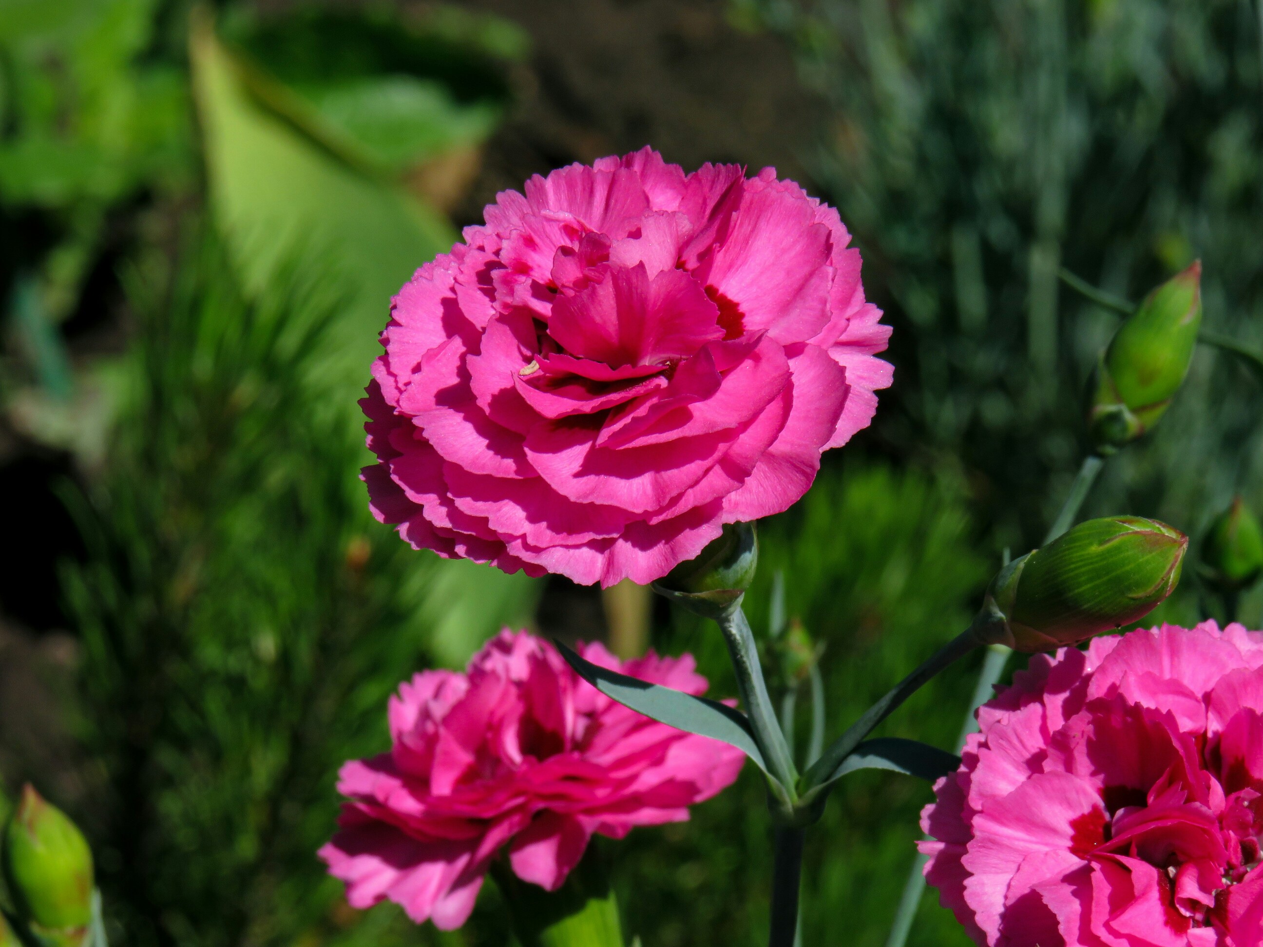 Flower Farm Mahog, Chail