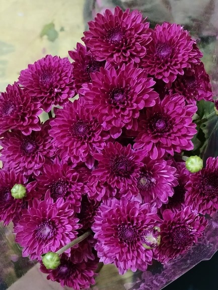 Purple Chrysanthemum