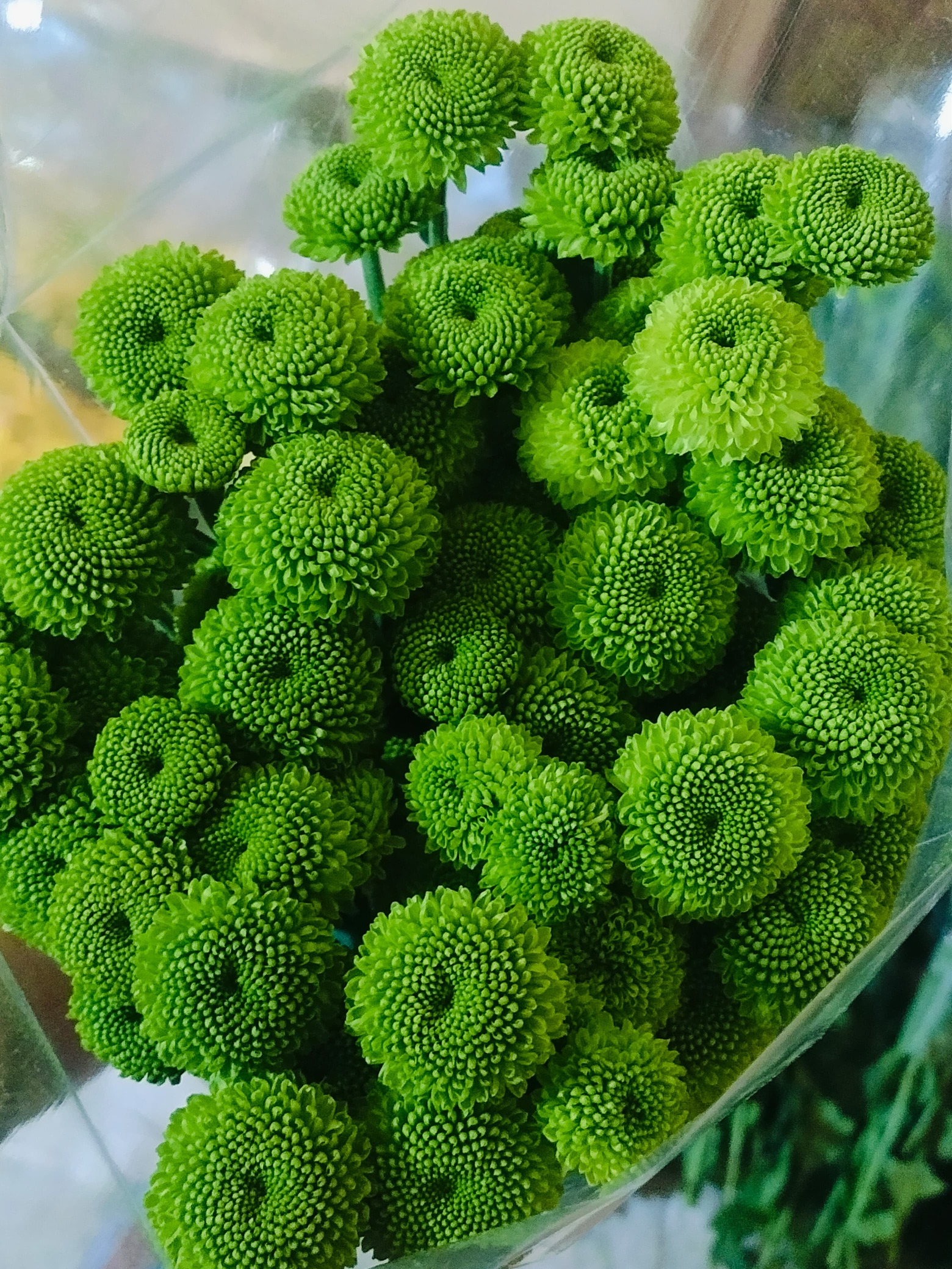 Lime Green Button Chrysanthemum