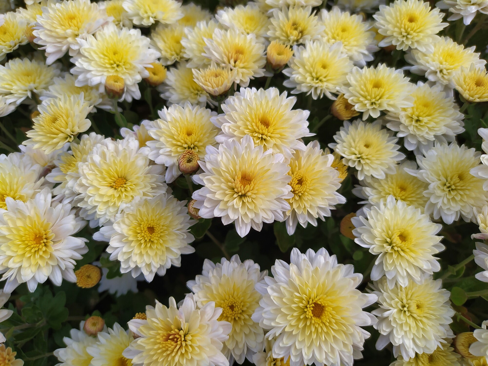 White Yellow Chrysanthemum