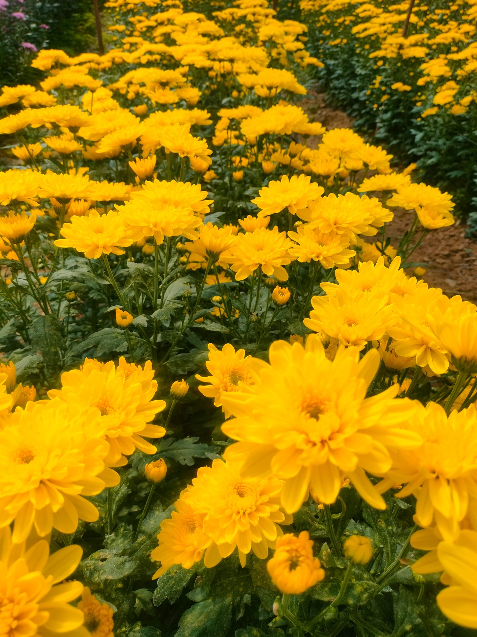 Yellow Chrysanthemum