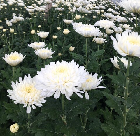 White Chrysanthemum