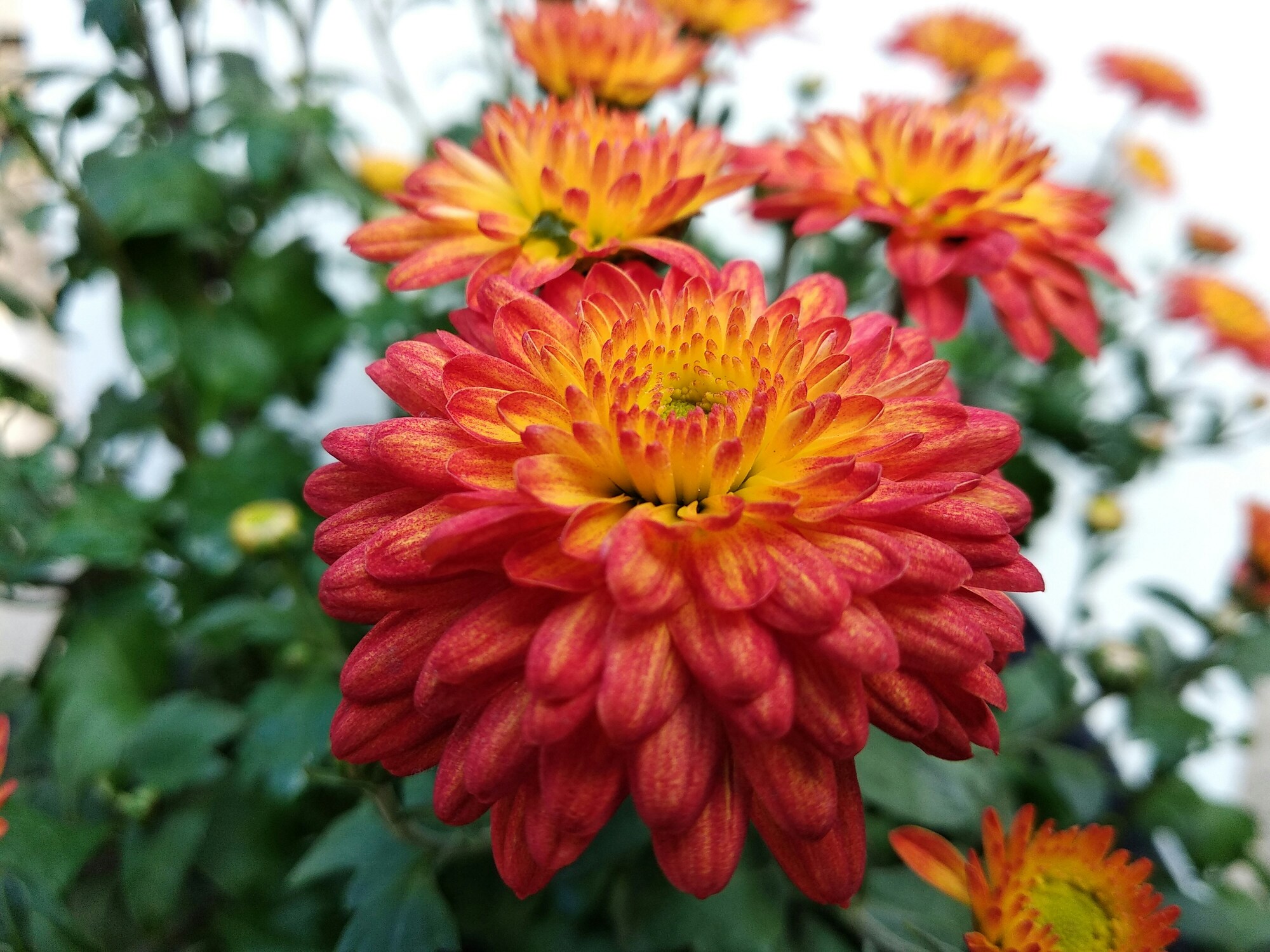 Orange Yellow Chrysanthemum