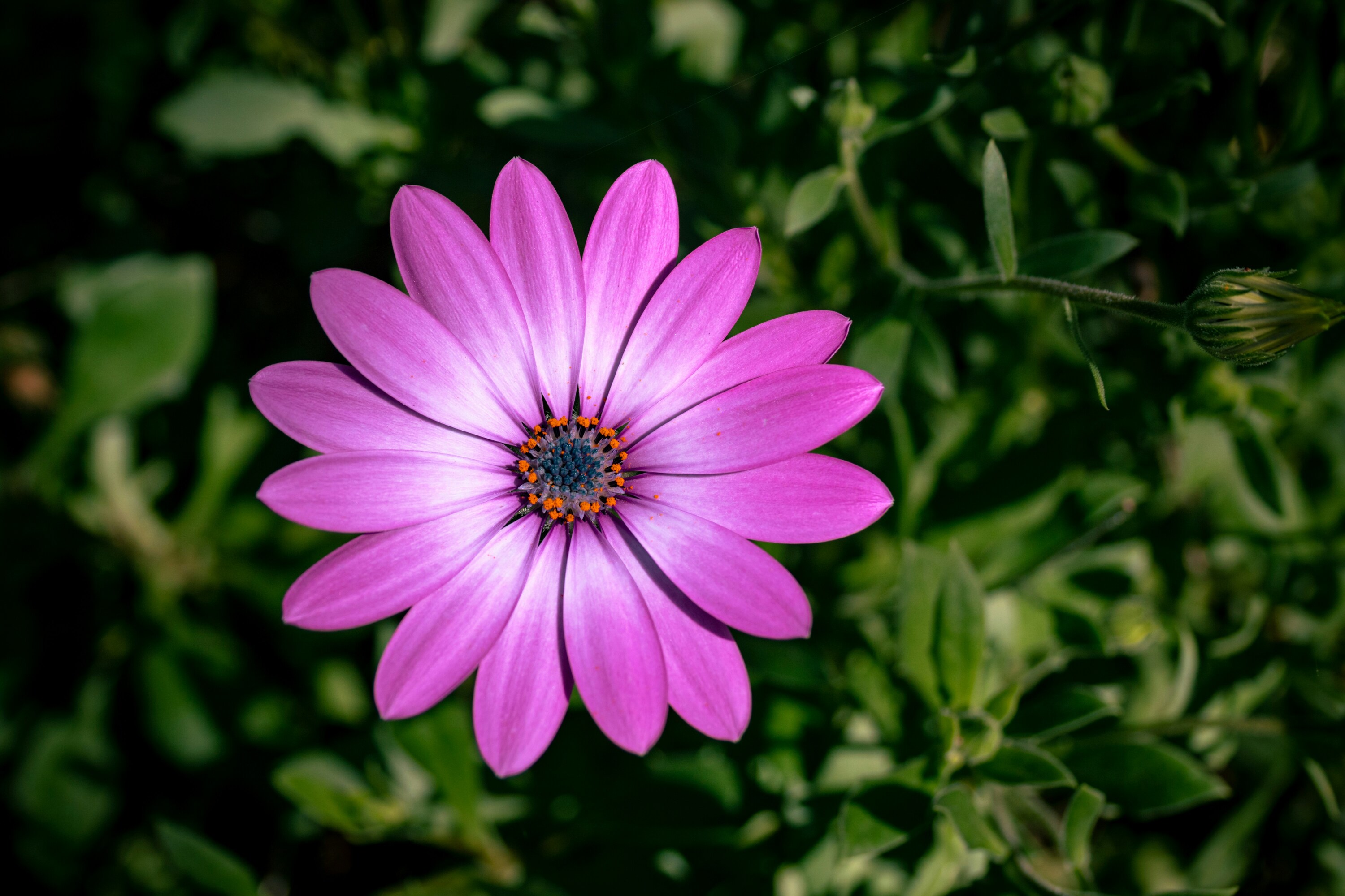 Purple Daisies
