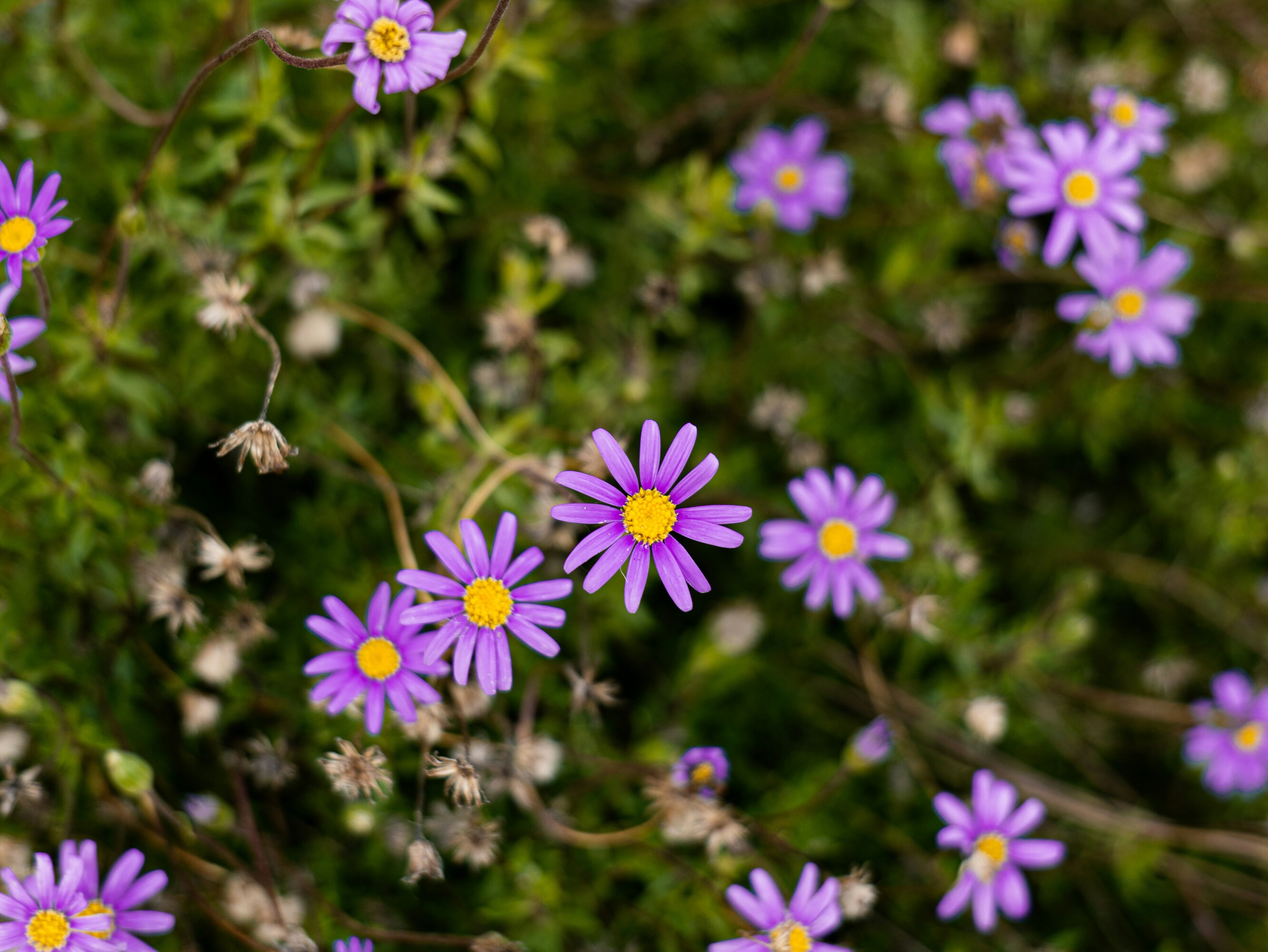 Violet Daisies