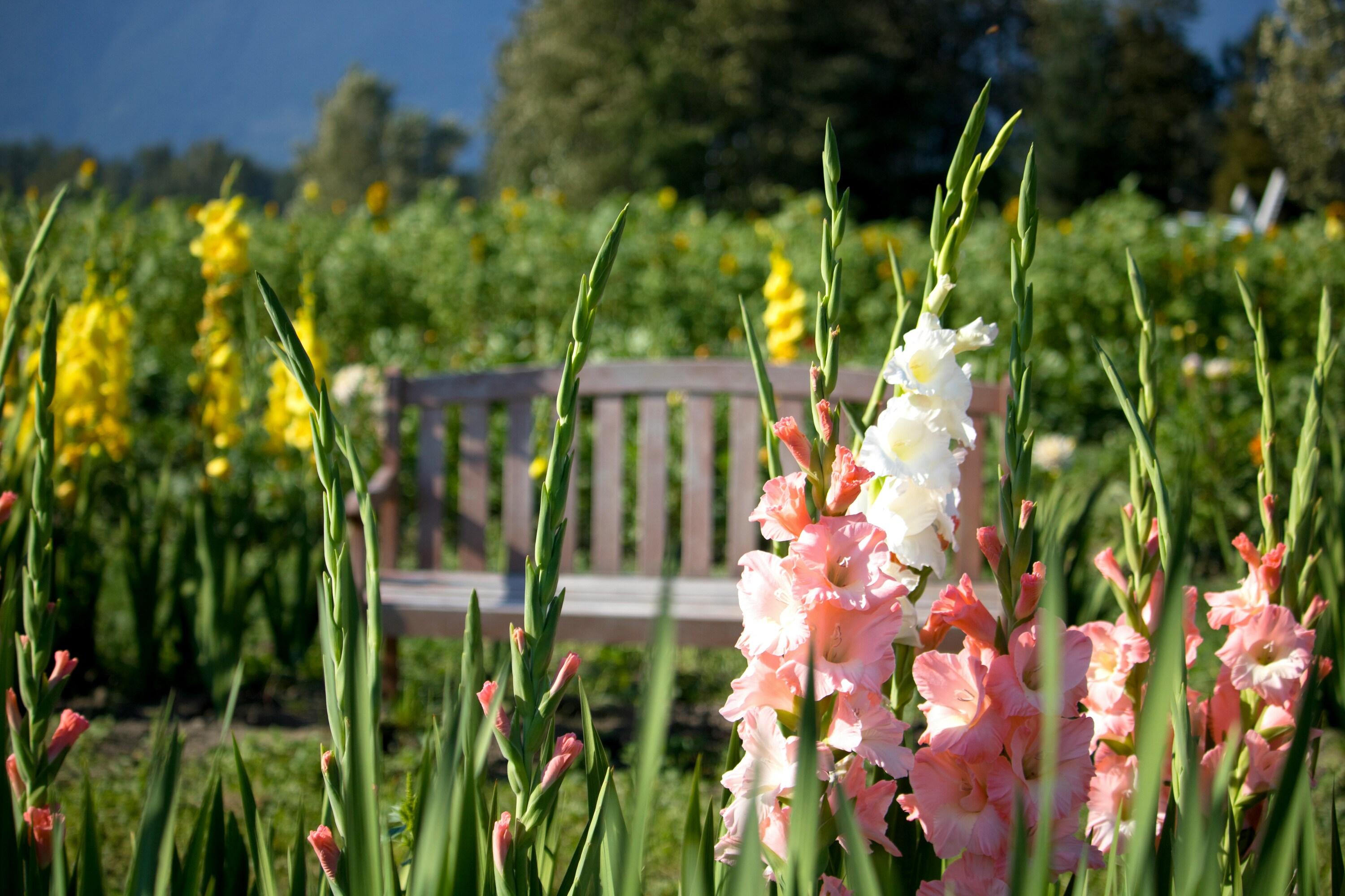 Sunset Magenta Gladiolus