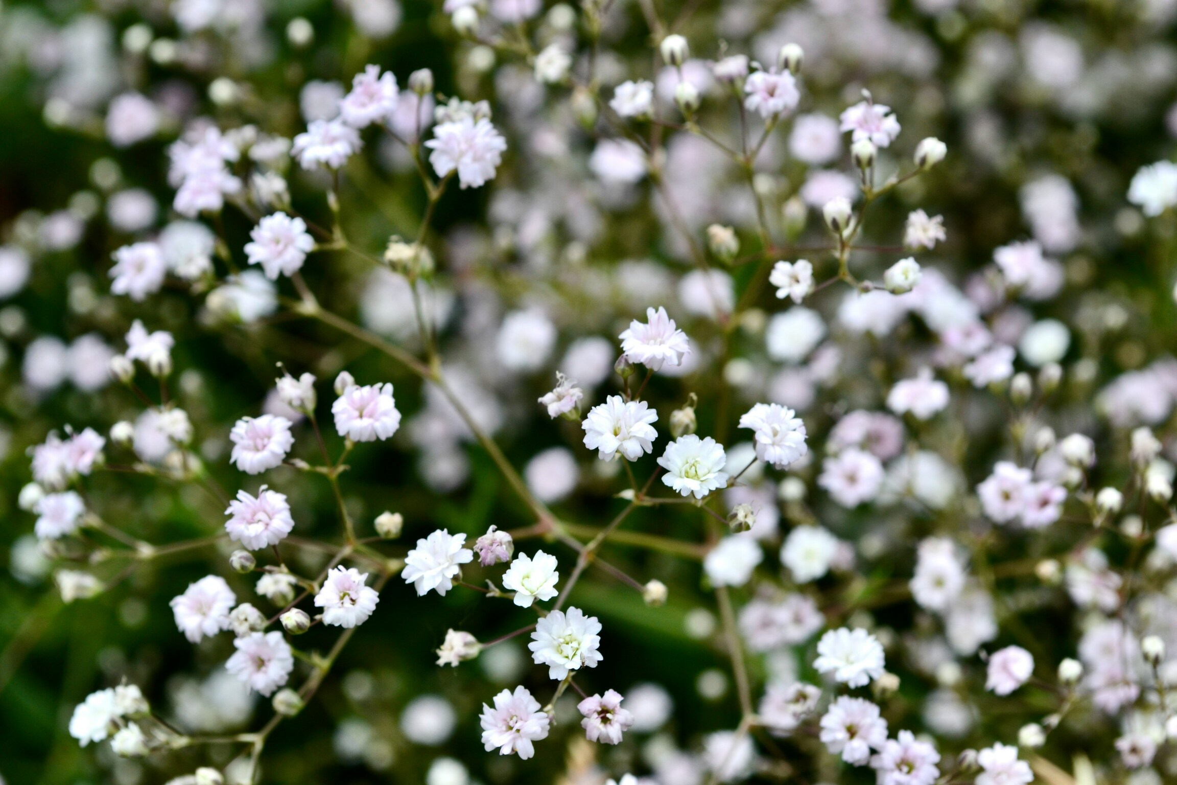 Misty Blue Gypsophila