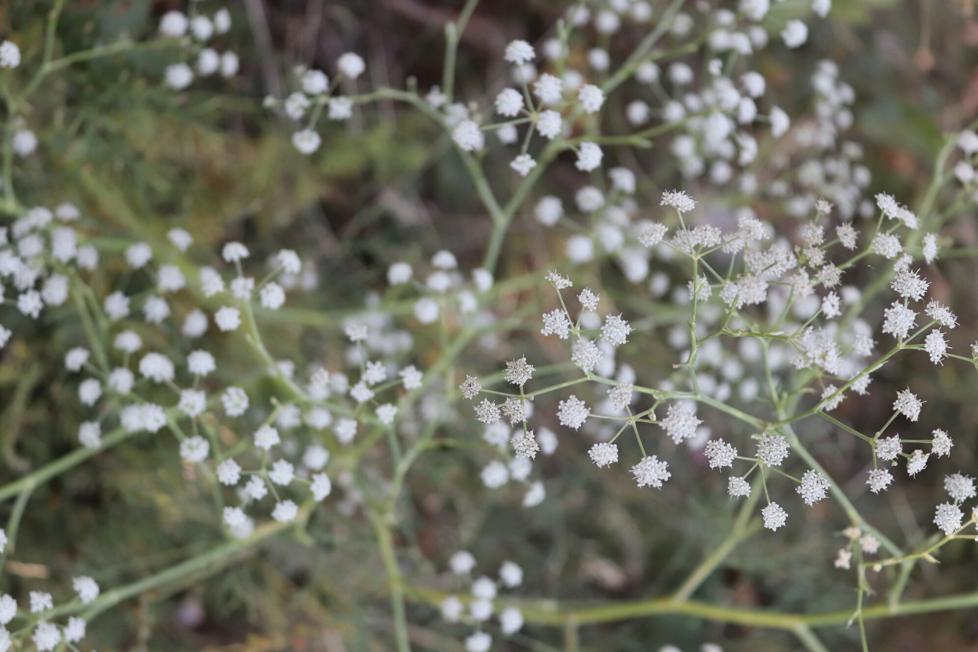 Soft Pink Gypsophila