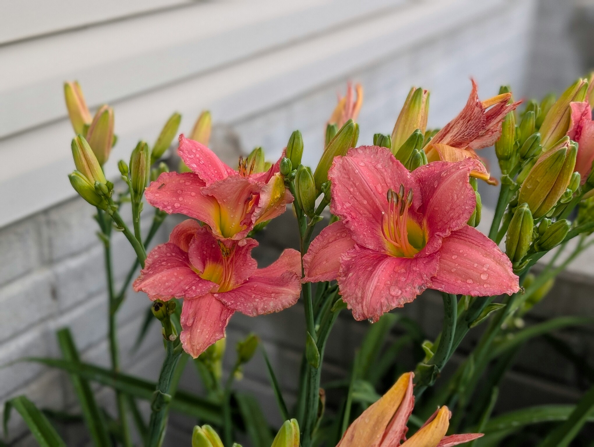 Pink Asiatic Lily