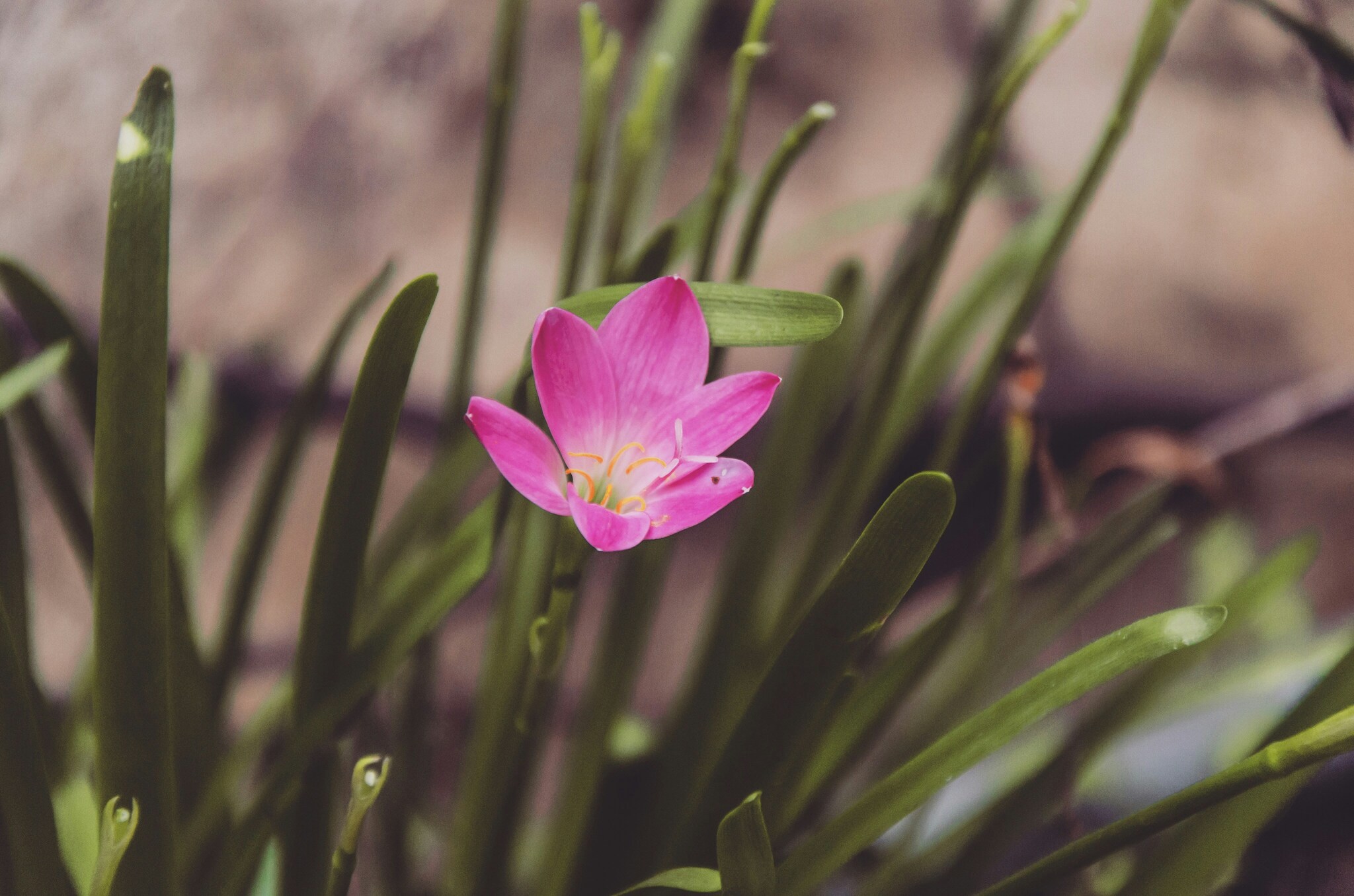 Pink Stargazer Lily
