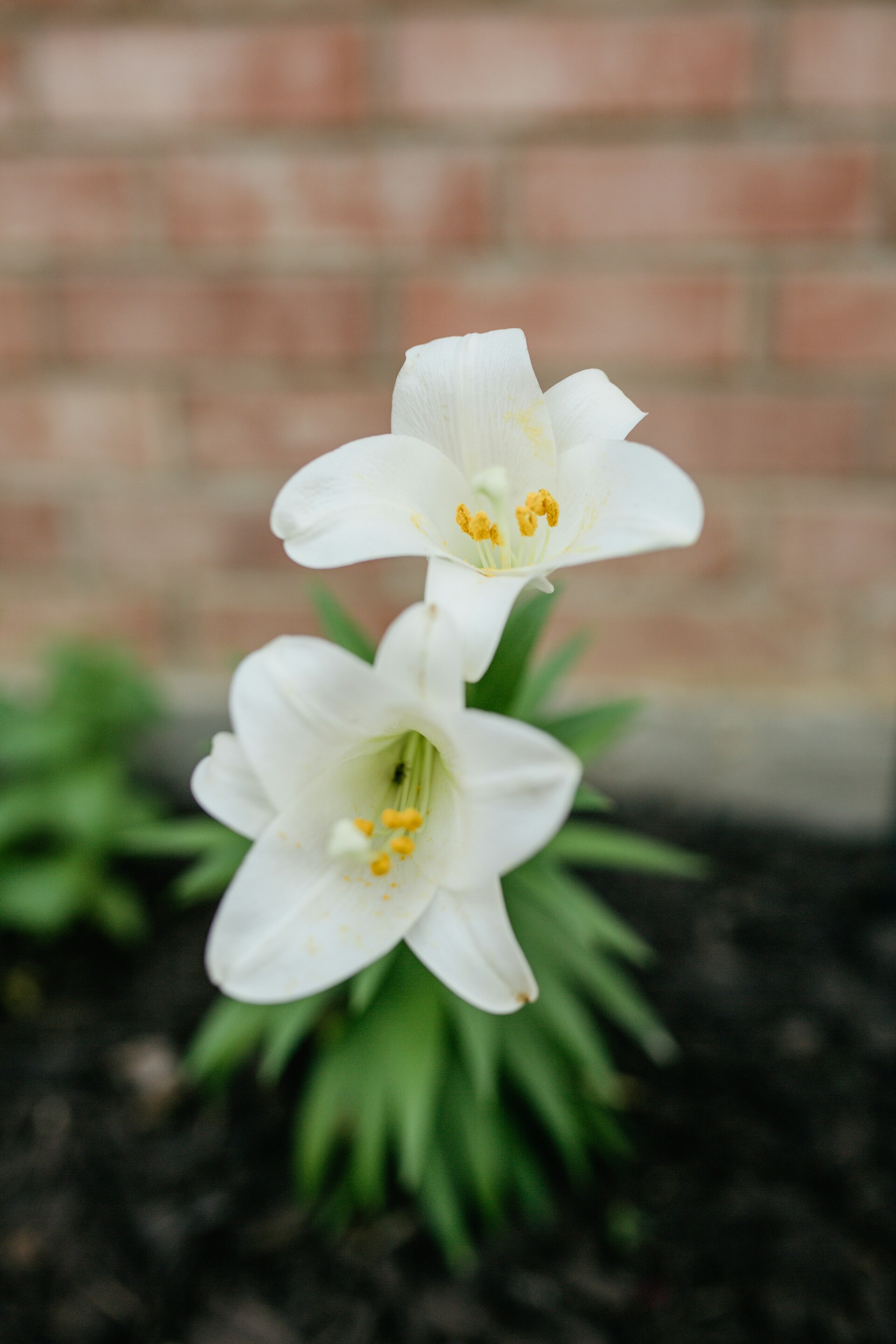Pink Stargazer Lily