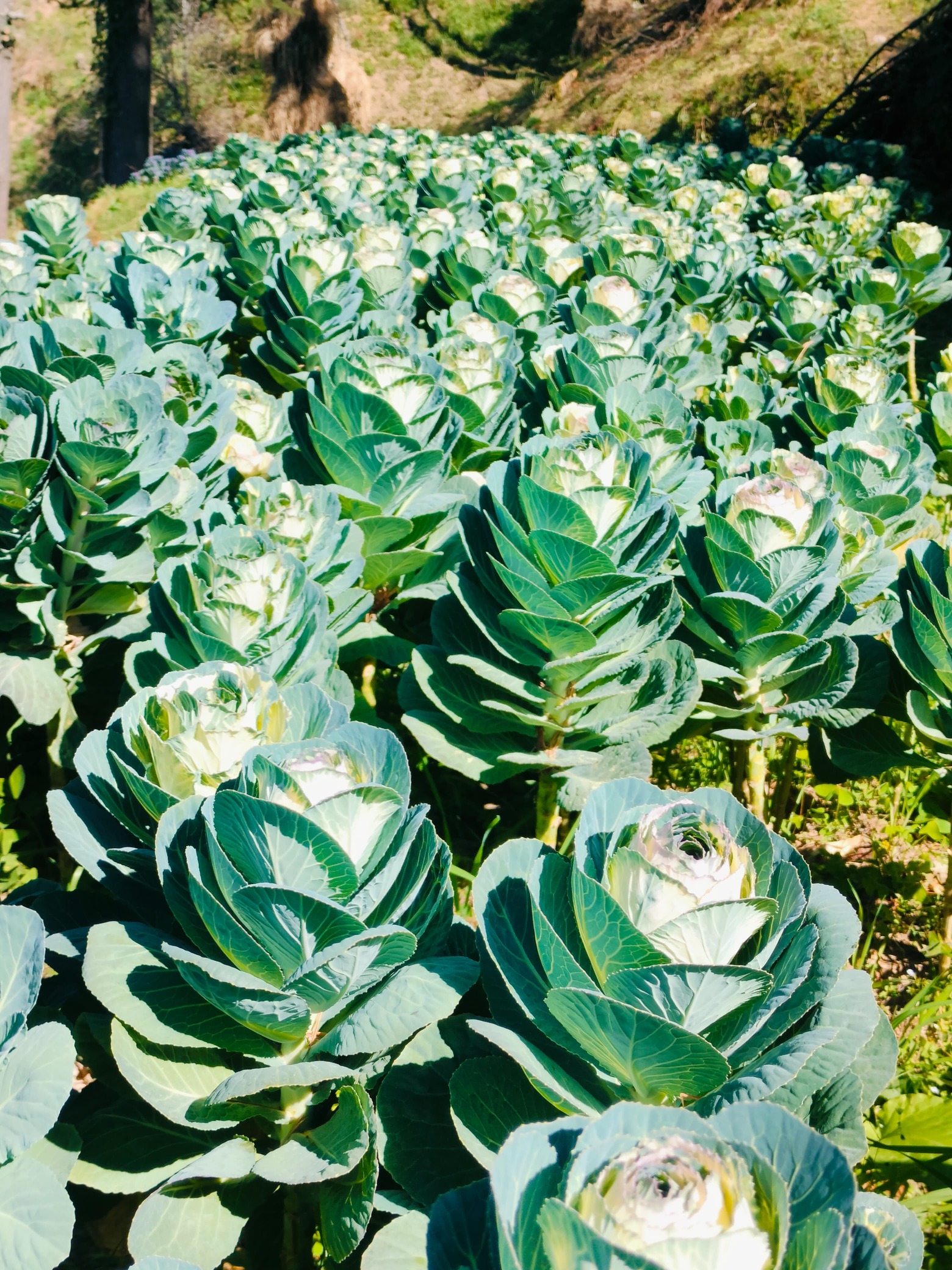 Frosted Pink Ornamental Kale
