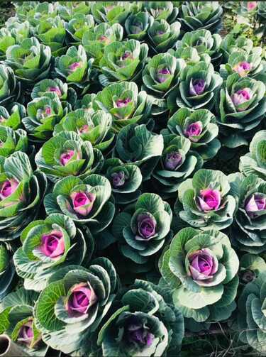 Ornamental Kale