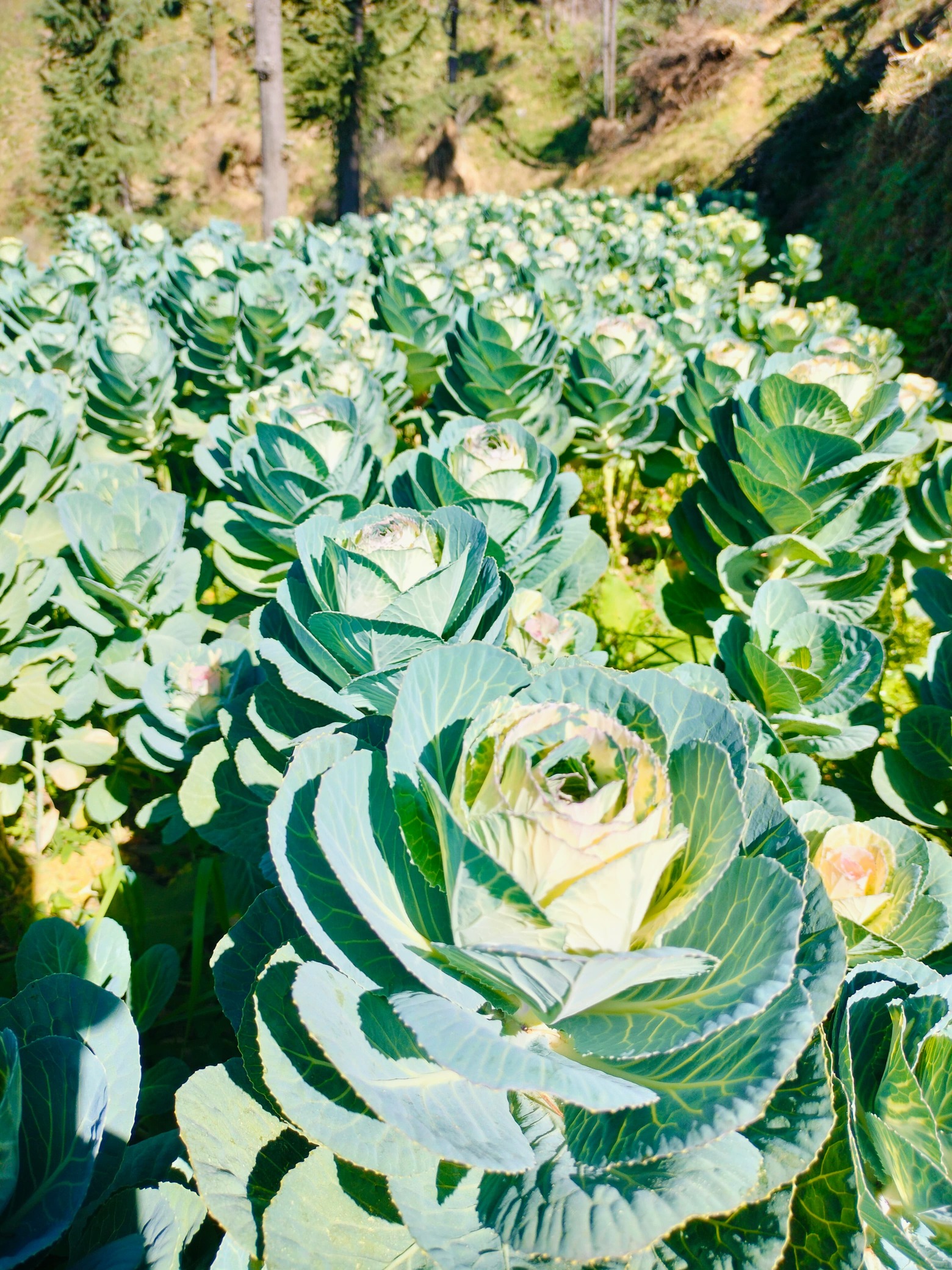 Green Coral Ornamental Kale