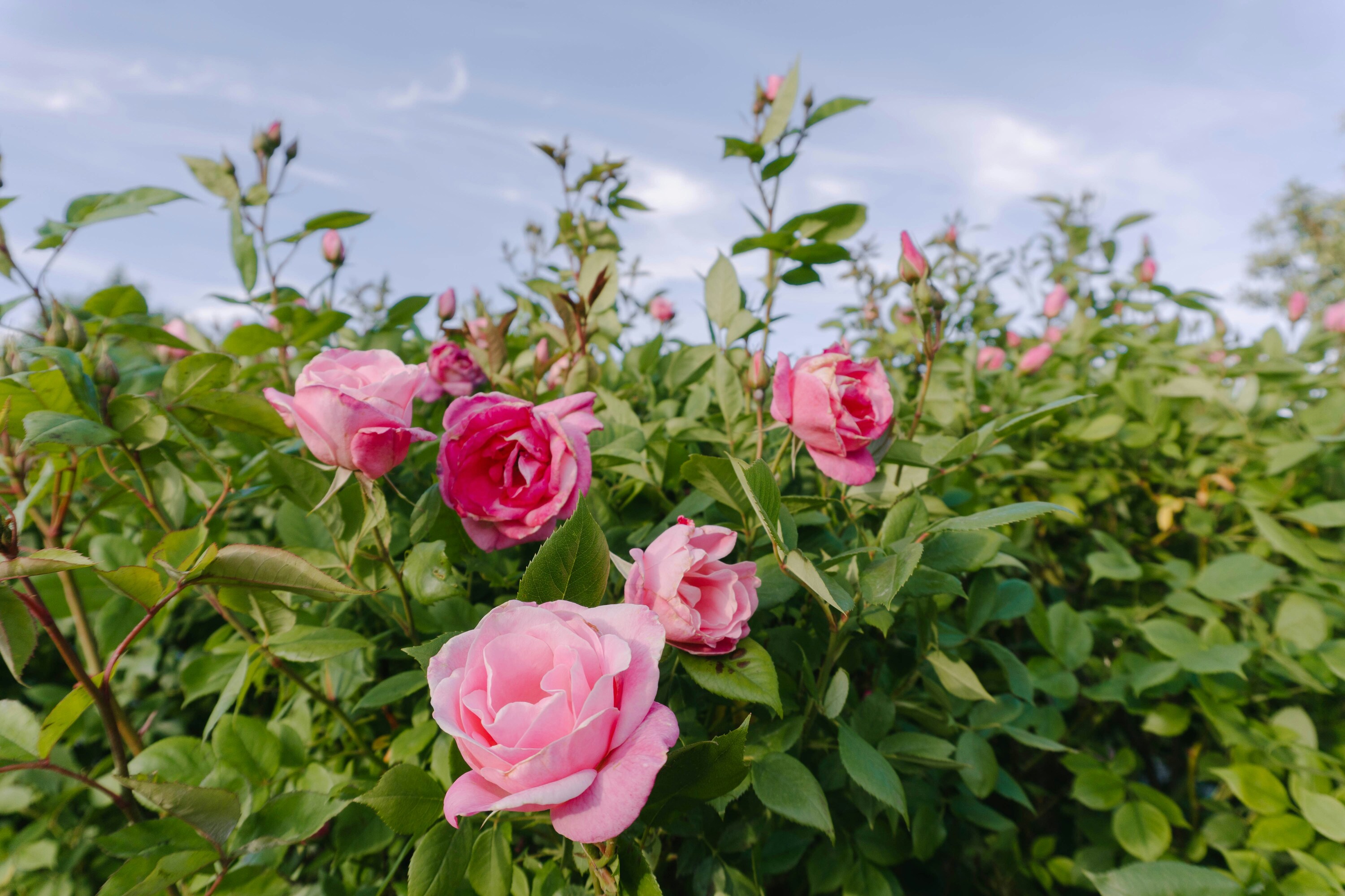 Cream White Rose
