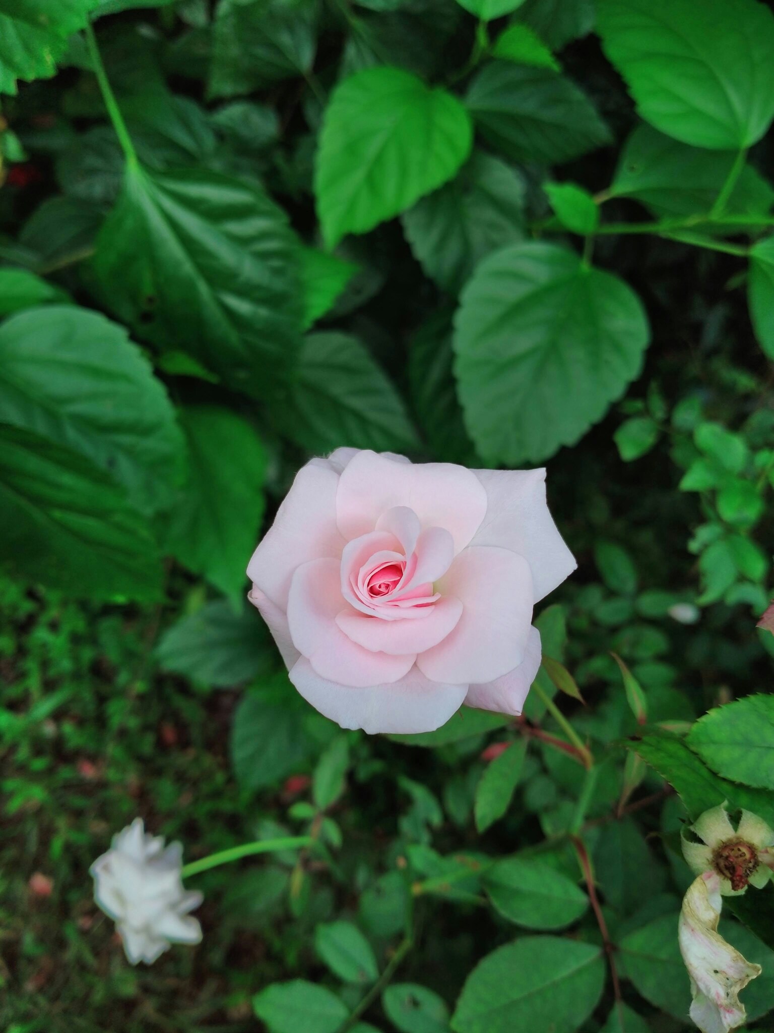 Soft Pink Peach Rose