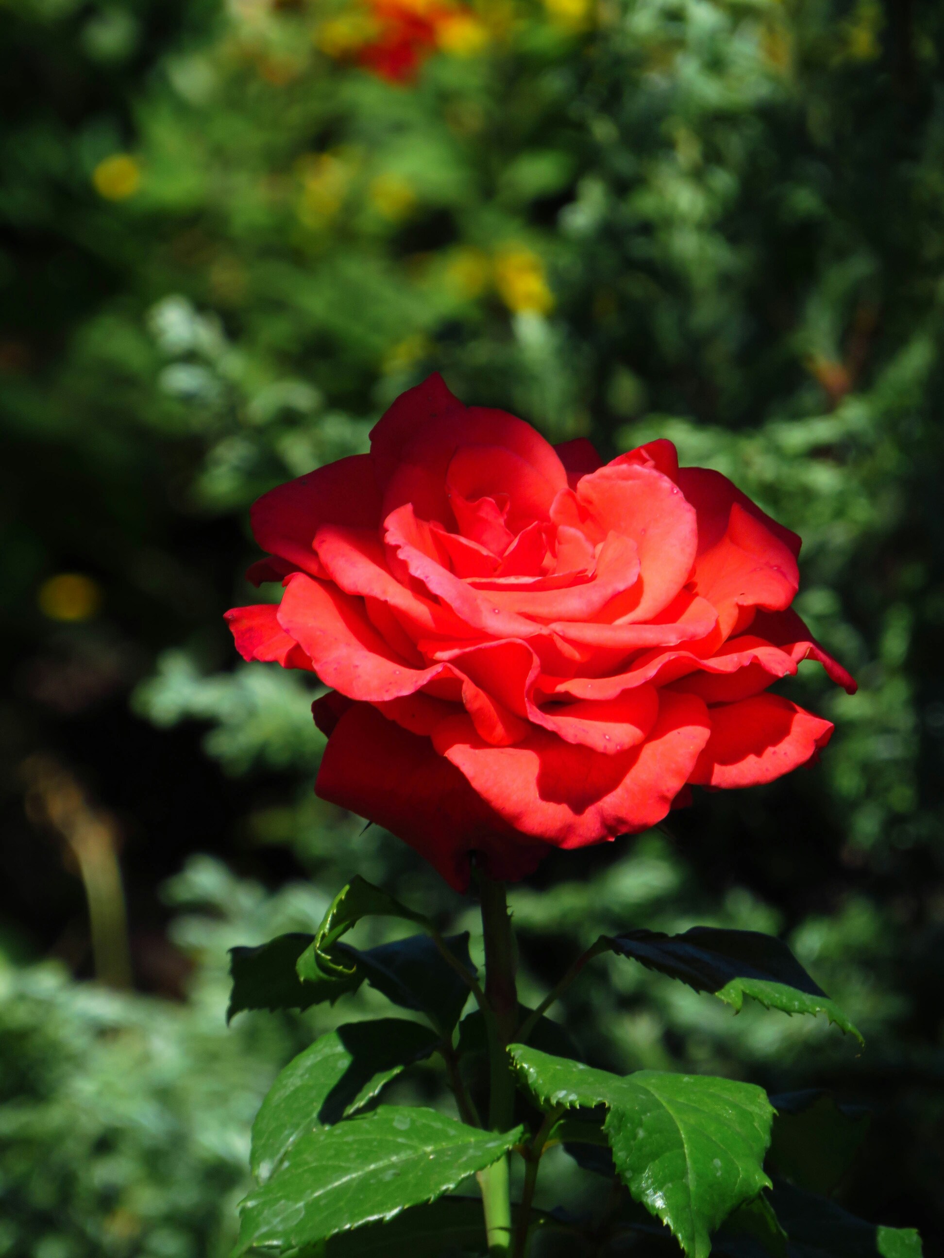 Roses