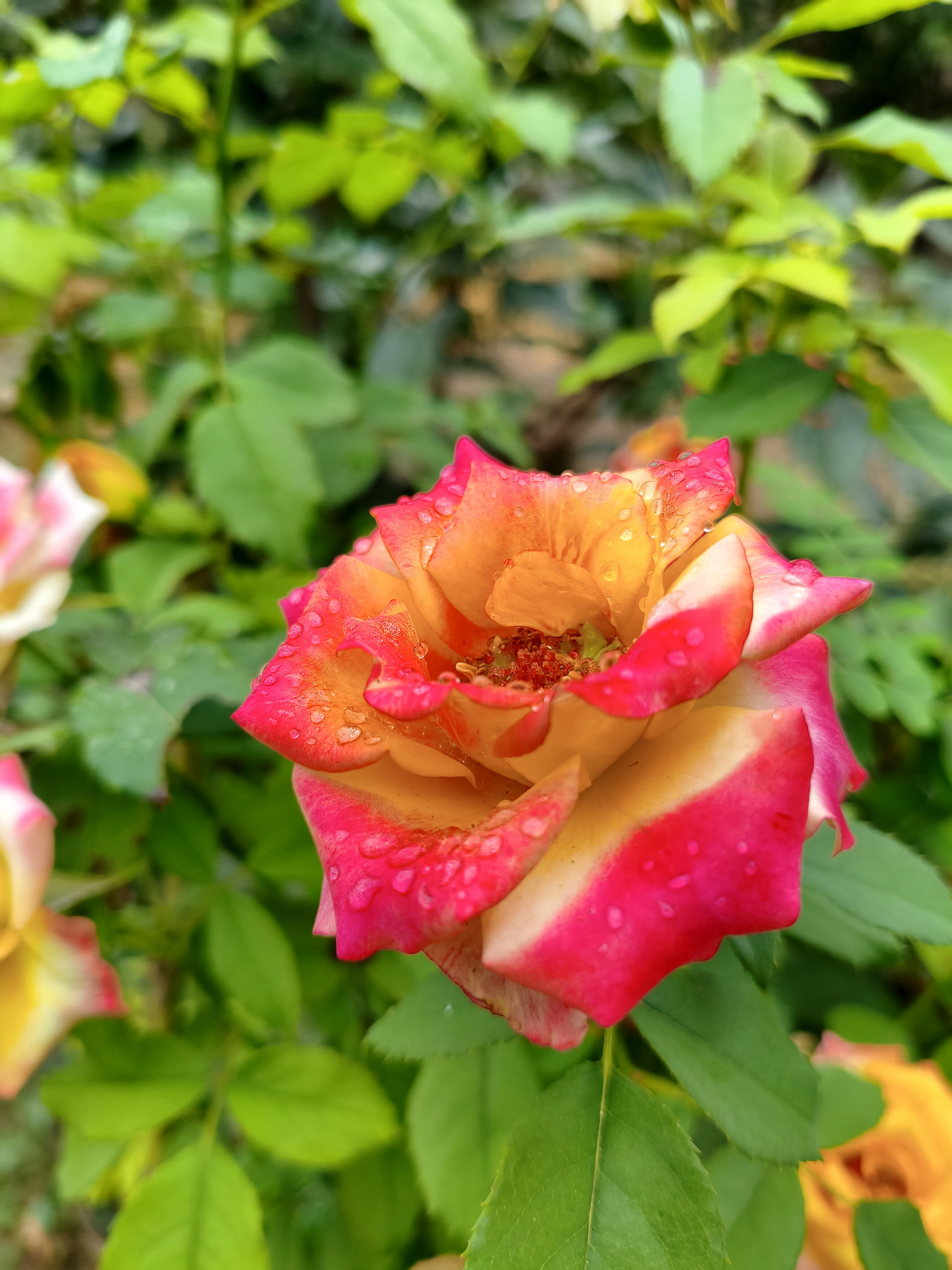 Yellow Orange Rose